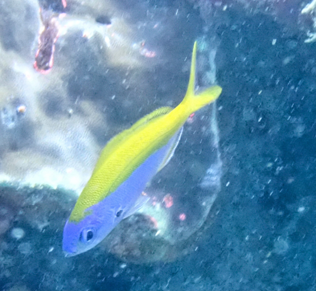 Click to View Yellowtail False Fusilier<br><span style='font-size:12px'><i>Dave & Rose</i></span>