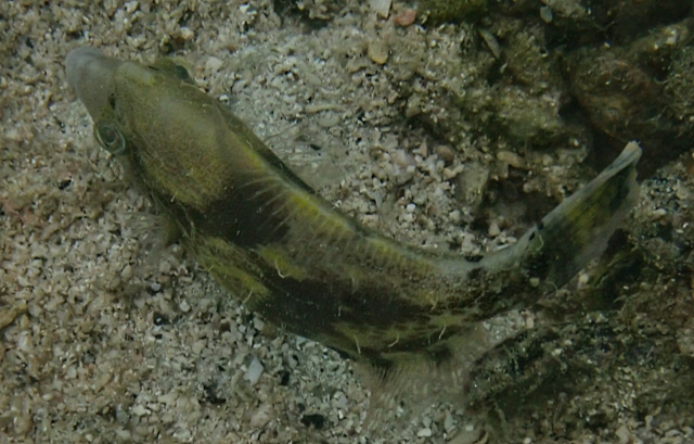 Click to View Fan-Bellied Filefish<br><span style='font-size:12px'><i>Dave & Rose</i></span>