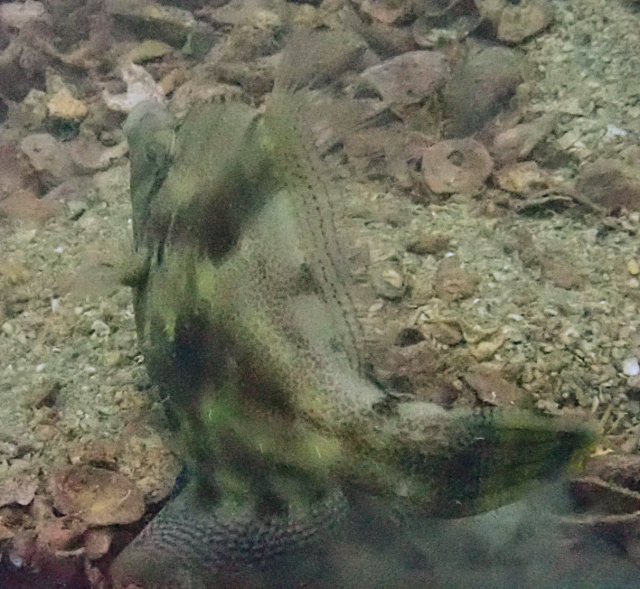 Click to View Fan-Bellied Filefish<br><span style='font-size:12px'><i>Dave & Rose</i></span>