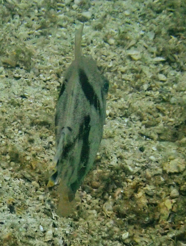 Click to View Fan-Bellied Filefish<br><span style='font-size:12px'><i>Dave & Rose</i></span>