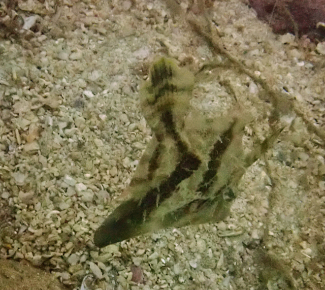 Click to View Fan-Bellied Filefish<br><span style='font-size:12px'><i>Dave & Rose</i></span>