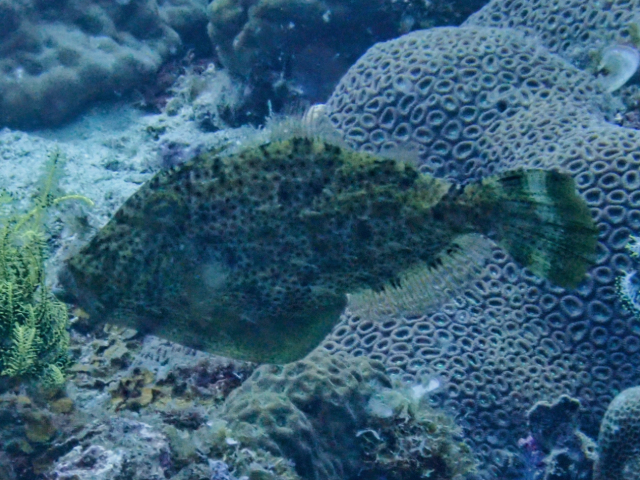 Click to View Fan-Bellied Filefish<br><span style='font-size:12px'><i>Dave & Rose</i></span>