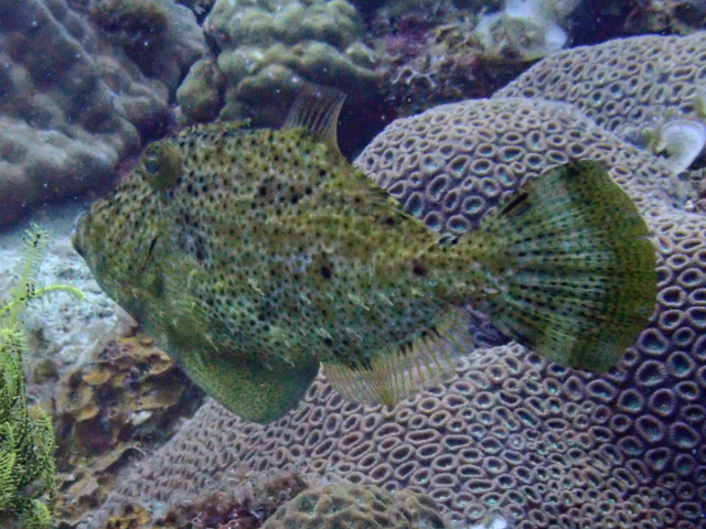 Fan-Bellied Filefish Fan-Bellied Filefish<br><span style='font-size:12px'><i>Dave & Rose</i>  Philippines  3rd May 2026</span>