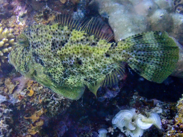 Click to View Fan-Bellied Filefish<br><span style='font-size:12px'><i>Dave & Rose</i></span>