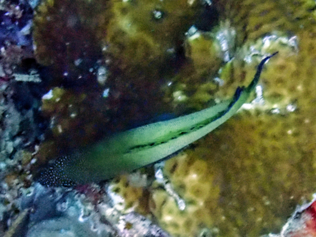 Freckled Grouper<br><span style='font-size:12px'><i>Dave & Rose</i></span>