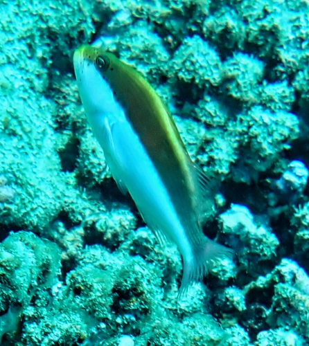 Click to View Freckled Hawkfish<br><span style='font-size:12px'><i>Dave & Rose</i></span>