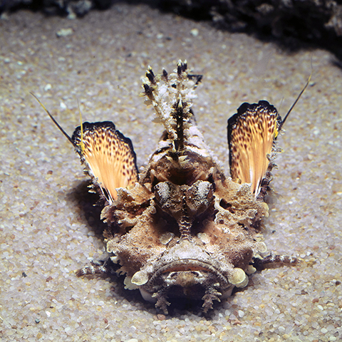 Click to View Filamented Devilfish<br><span style='font-size:12px'><i>Fishbase</i></span>