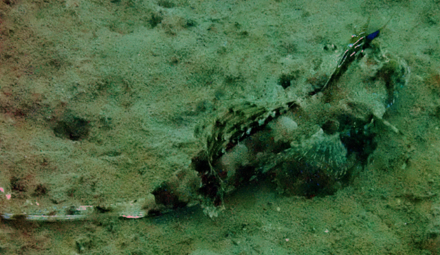 Click to View Fingered Dragonet<br><span style='font-size:12px'><i>Dave & Rose</i></span>