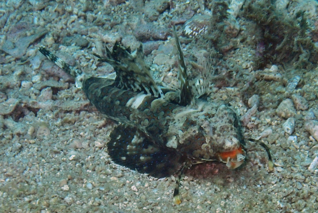 Click to View Fingered Dragonet<br><span style='font-size:12px'><i>Dave & Rose</i></span>