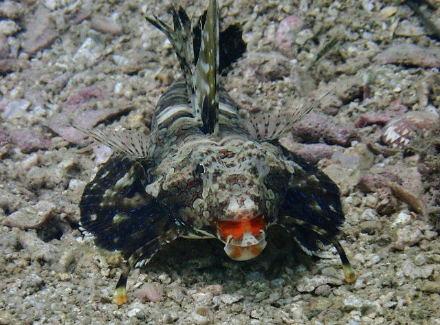 Click to View Fingered Dragonet<br><span style='font-size:12px'><i>Dave & Rose</i></span>