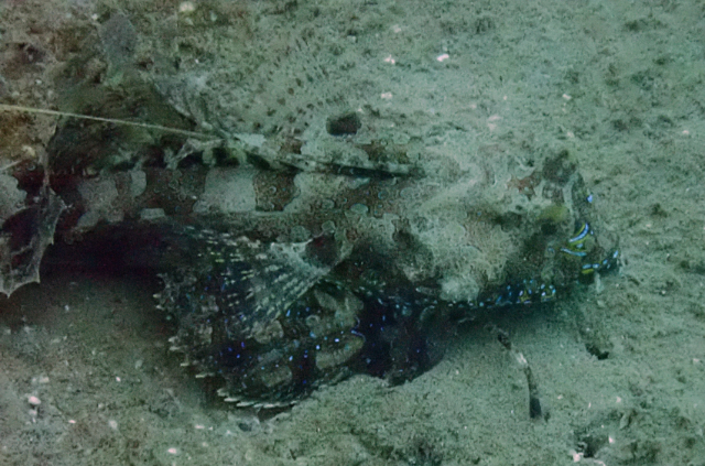 Click to View Fingered Dragonet<br><span style='font-size:12px'><i>Dave & Rose</i></span>