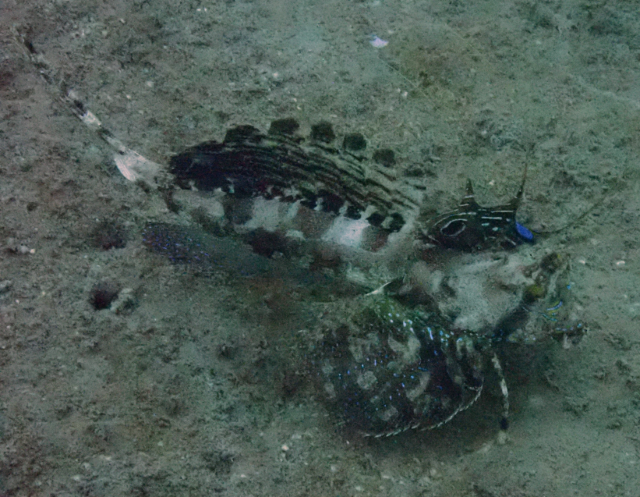 Click to View Fingered Dragonet<br><span style='font-size:12px'><i>Dave & Rose</i></span>