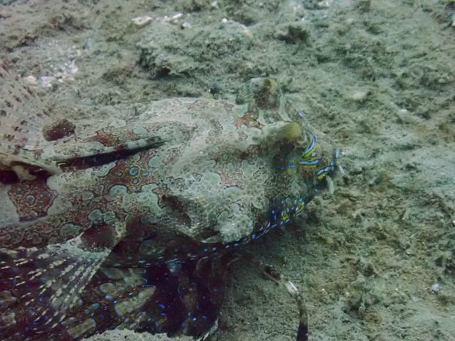 Click to View Fingered Dragonet<br><span style='font-size:12px'><i>Dave & Rose</i></span>