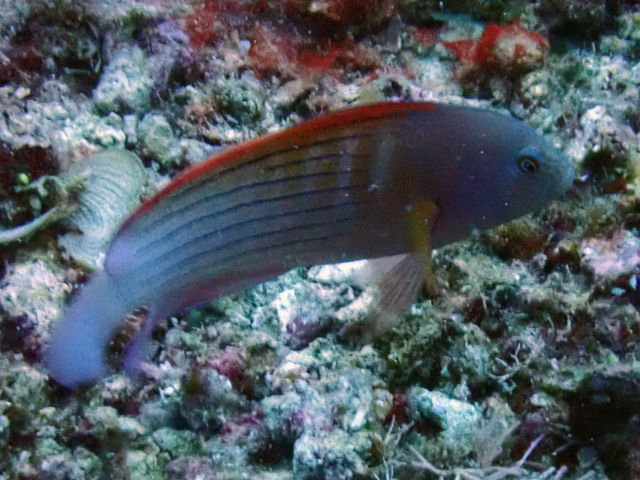 Click to View Firetail Dottyback<br><span style='font-size:12px'><i>Dave & Rose</i></span>