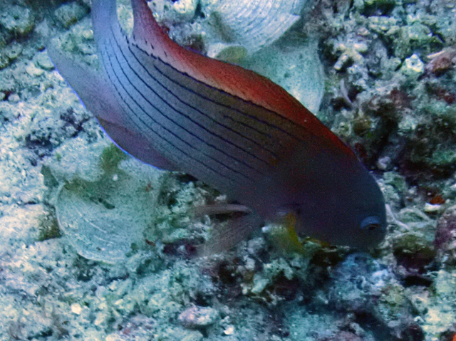 Firetail Dottyback Firetail Dottyback<br><span style='font-size:12px'><i>Dave & Rose</i>  Philippines  4th May 2026</span>