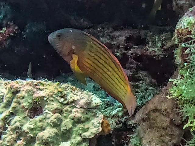 Click to View Firetail Dottyback<br><span style='font-size:12px'><i>Dave & Rose</i></span>