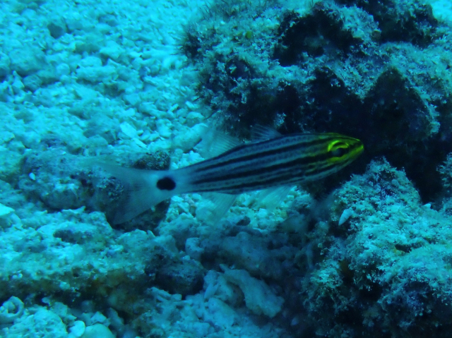 Click to View Fiveline Cardinalfish<br><span style='font-size:12px'><i>Dave & Rose</i></span>
