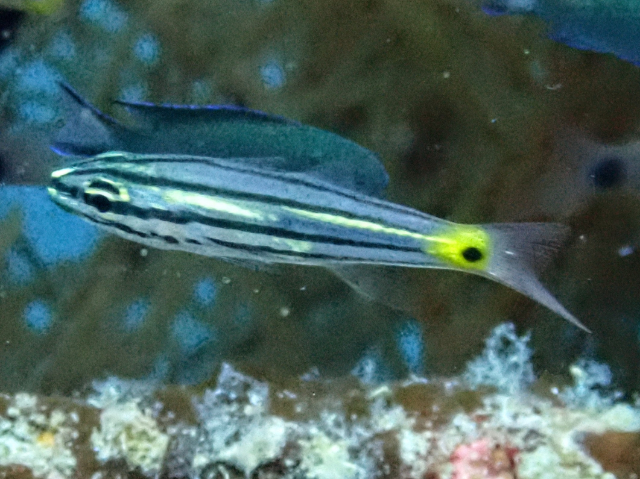 Click to View Fiveline Cardinalfish<br><span style='font-size:12px'><i>Dave & Rose</i></span>