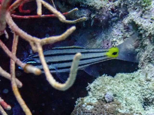 Click to View Fiveline Cardinalfish<br><span style='font-size:12px'><i>Dave & Rose</i></span>