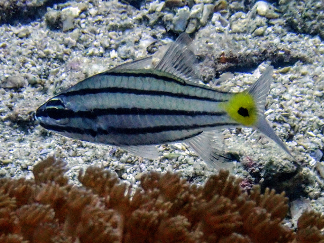 Click to View Fiveline Cardinalfish<br><span style='font-size:12px'><i>Dave & Rose</i></span>