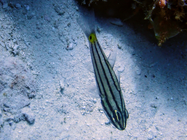 Click to View Fiveline Cardinalfish<br><span style='font-size:12px'><i>Dave & Rose</i></span>