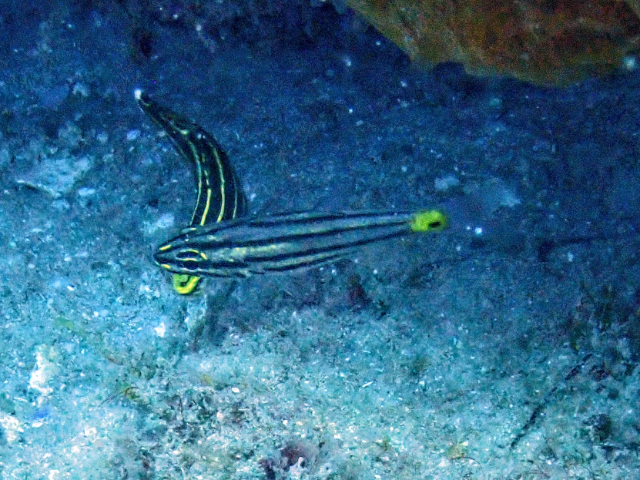 Click to View Fiveline Cardinalfish<br><span style='font-size:12px'><i>Dave & Rose</i></span>