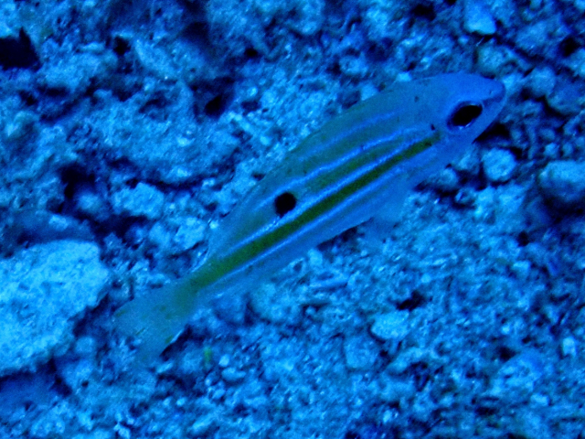 Click to View Fiveline Snapper<br><span style='font-size:12px'><i>Dave & Rose</i></span>