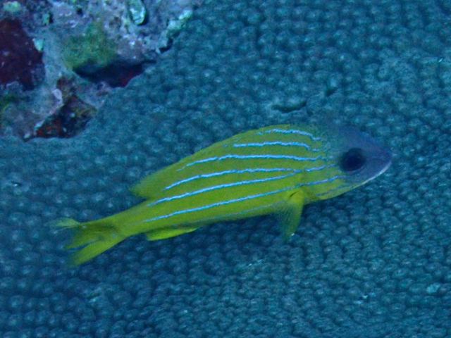 Click to View Fiveline Snapper<br><span style='font-size:12px'><i>Dave & Rose</i></span>