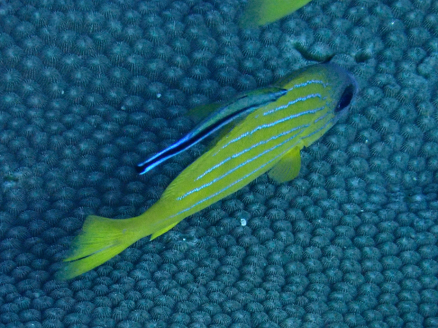 Click to View Fiveline Snapper<br><span style='font-size:12px'><i>Dave & Rose</i></span>