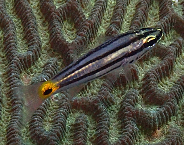 Click to View Fiveline Cardinalfish<br><span style='font-size:12px'><i>Dave & Rose</i></span>