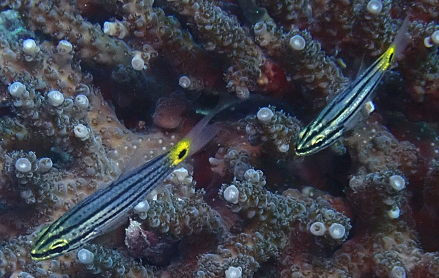 Click to View Fiveline Cardinalfish<br><span style='font-size:12px'><i>Dave & Rose</i></span>