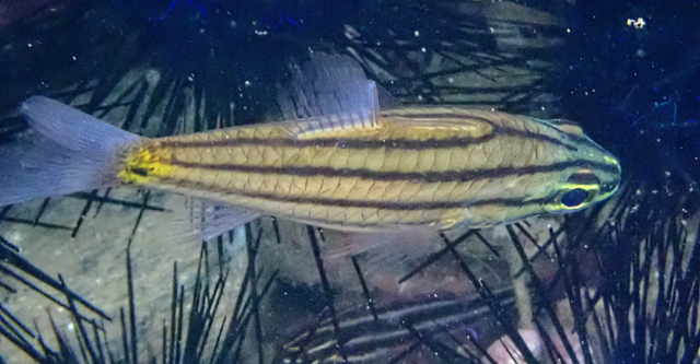 Click to View Fiveline Cardinalfish<br><span style='font-size:12px'><i>Dave & Rose</i></span>