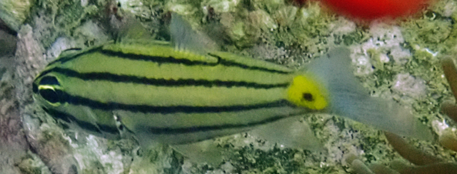 Click to View Fiveline Cardinalfish<br><span style='font-size:12px'><i>Dave & Rose</i></span>