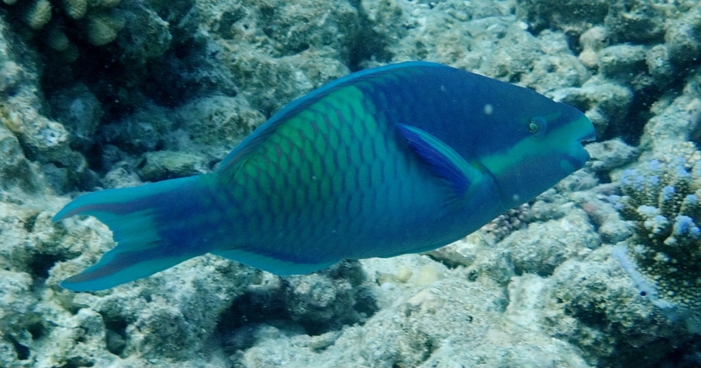 Click to View Five-saddle Parrotfish<br><span style='font-size:12px'><i>iNaturalist</i></span>