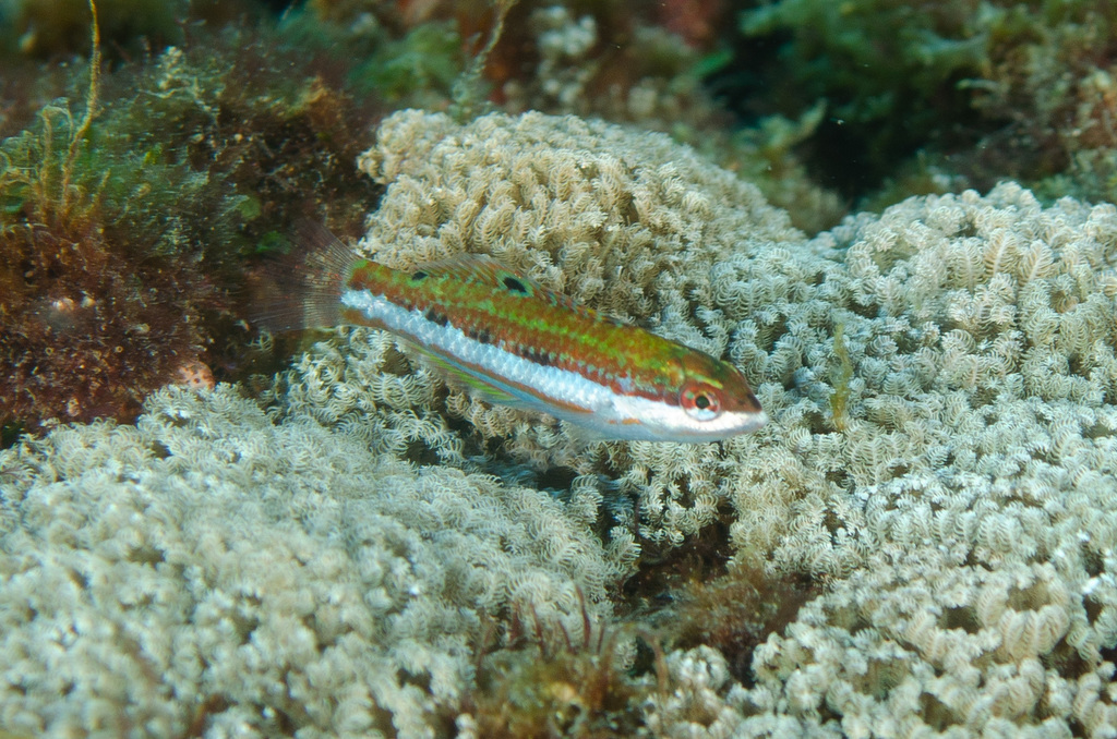 Click to View Fivestripe Wrasse - juvenile<br><span style='font-size:12px'><i>iNaturalist</i></span>