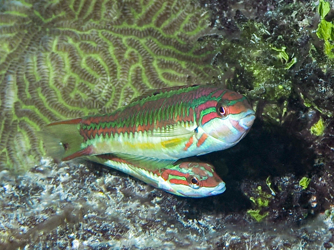 Click to View Fivestripe Wrasse<br><span style='font-size:12px'><i>iNaturalist</i></span>
