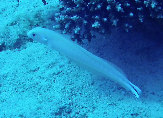 Click to View Flagtail Blanquillo<br><span style='font-size:12px'><i>Dave & Rose</i></span>