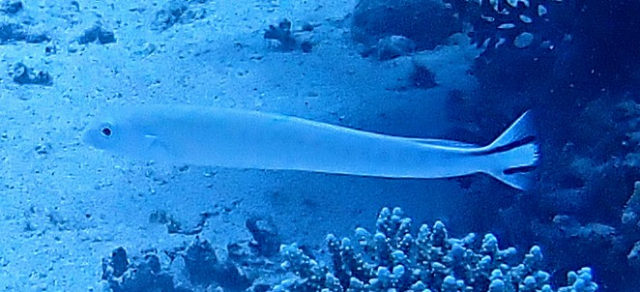 Click to View Flagtail Blanquillo<br><span style='font-size:12px'><i>Dave & Rose</i></span>