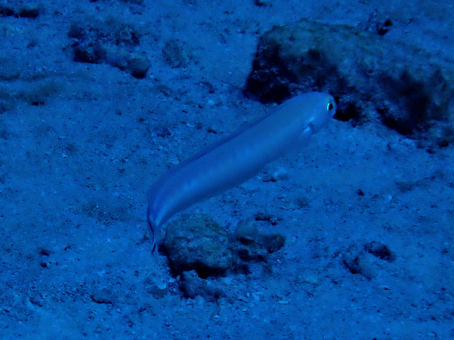 Click to View Flagtail Blanquillo<br><span style='font-size:12px'><i>Dave & Rose</i></span>