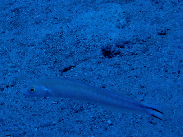 Click to View Flagtail Blanquillo<br><span style='font-size:12px'><i>Dave & Rose</i></span>