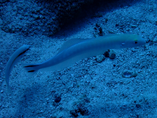 Flagtail Blanquillo<br><span style='font-size:12px'><i>Dave & Rose</i></span>