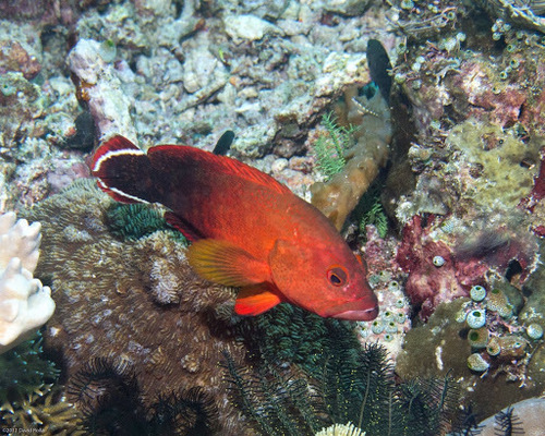 Flagtail Grouper<br><span style='font-size:12px'><i>iNaturalist</i>&nbsp&nbsp&nbsp&nbsp</span>