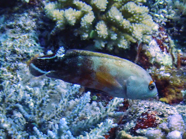 Flagtail Grouper<br><span style='font-size:12px'><i>Dave & Rose</i></span>
