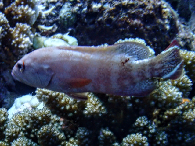 Click to View Flagtail Grouper<br><span style='font-size:12px'><i>Dave & Rose</i></span>