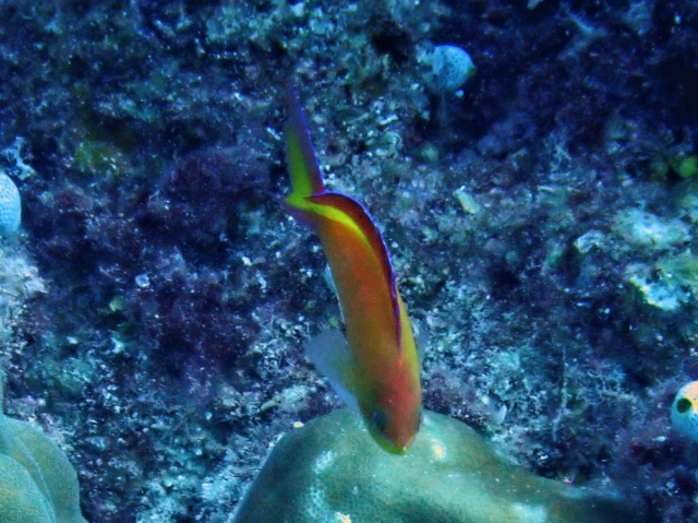 Click to View Flame Anthius<br><span style='font-size:12px'><i>Dave & Rose</i></span>