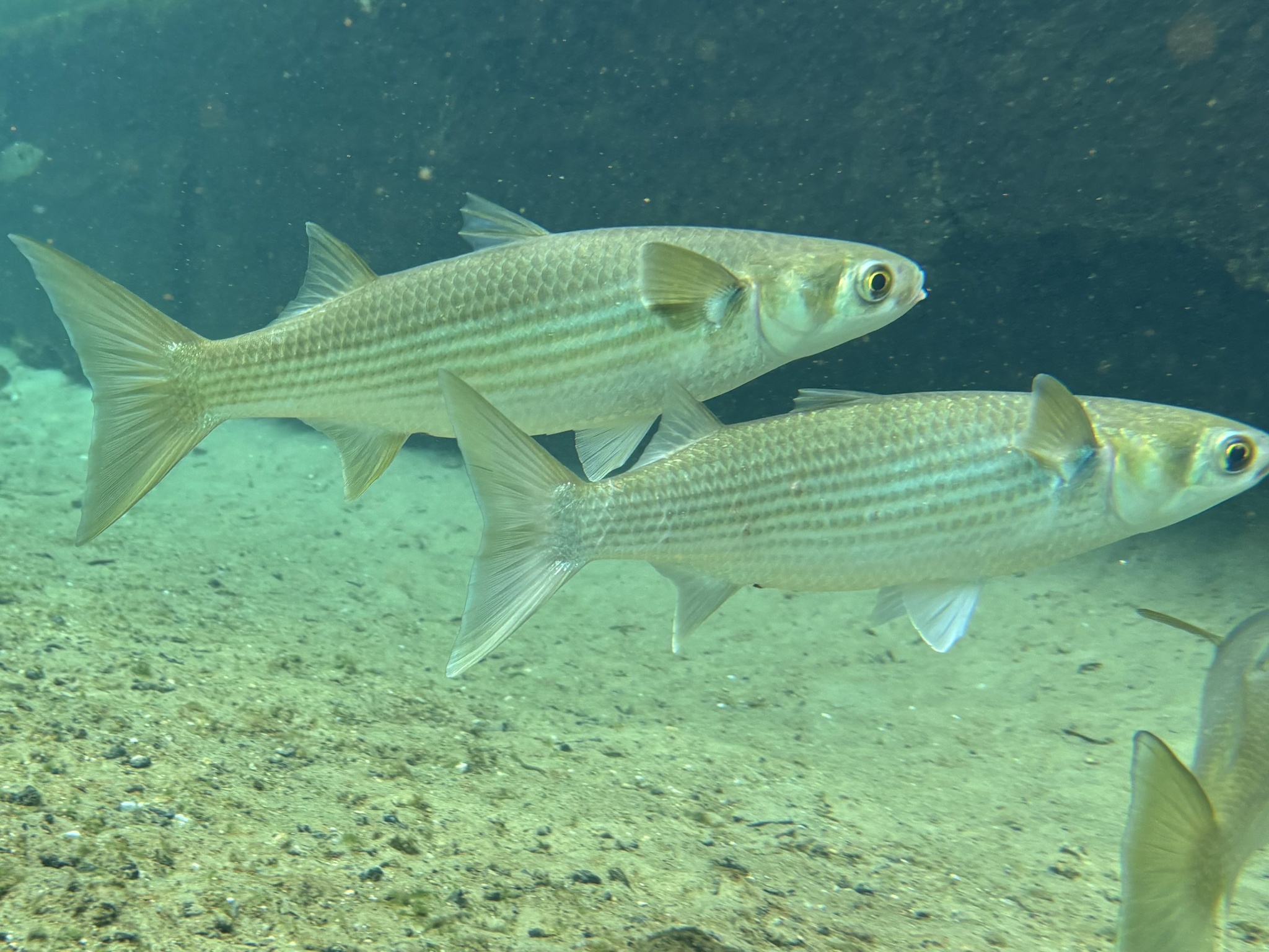 Click to View Flathead Grey Mullet<br><span style='font-size:12px'><i>iNaturalist</i></span>