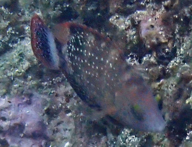 Click to View Floral Wrasse<br><span style='font-size:12px'><i>Dave & Rose</i></span>