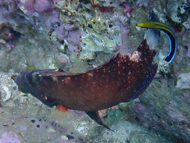 Click to View Floral Wrasse<br><span style='font-size:12px'><i>Dave & Rose</i></span>