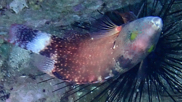 Click to View Floral Wrasse<br><span style='font-size:12px'><i>Dave & Rose</i></span>