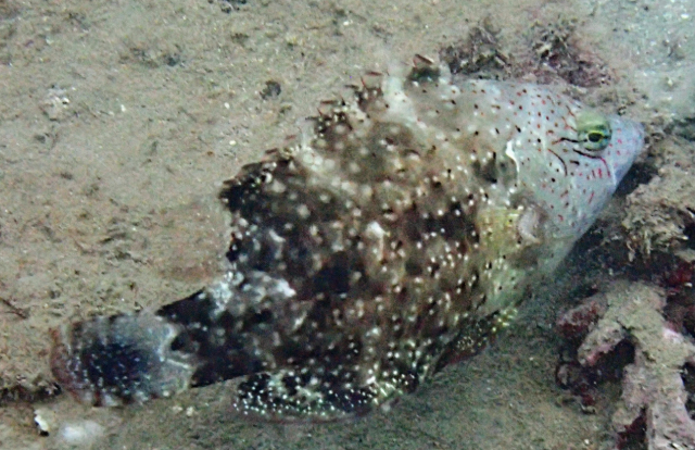 Click to View Floral Wrasse<br><span style='font-size:12px'><i>Dave & Rose</i></span>